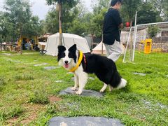 -Walker萌宠露营(大明骑士驿站店)