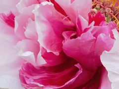 -石家庄市植物园