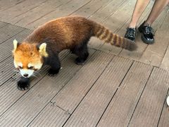 -普洱太阳河森林公园