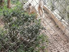 -合肥野生动物园