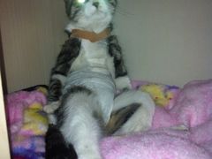 r-纳吉亚猫专科动物诊疗中心(蒋宅口分院)