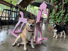 -柴犬高等学院·狗咖·柴犬售卖·宠物训练