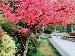 -西湖文化广场