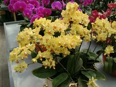 -荷兰花海