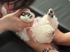 -伟伟宠物医院·CT影像中心·瑞派犬猫综合性门诊(汉口总院)