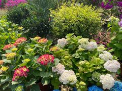 -三圣花乡旅游区