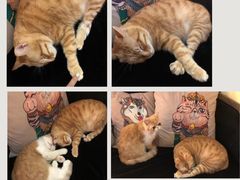 -more than meow吴止猫主题餐厅(承德 中船汇店)