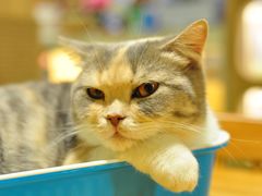 -藦茜花园宠物主题亲子互动体验馆(国顺东路店)