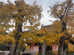 -圆通寺