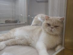 -飞行喵MR PILOT|猫舍·猫咖(静安大融城店)