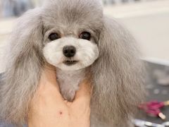 -BABYDOG宝贝狗宠物乐园(欧洲城店)