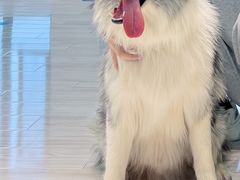 -翊宠yipet猫狗购宠庄园犬舍•猫舍