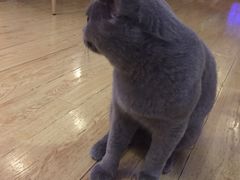 -喵园·猫主题咖啡厅·撸猫·猫咖(国贸店)