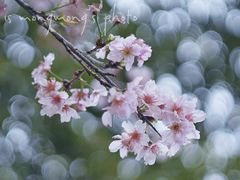 -王借岗森林公园