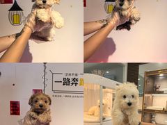 -翊宠yipet猫狗购宠庄园犬舍•猫舍