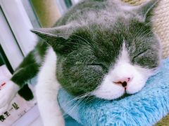 -猫小院猫主题咖啡厅(北锣店)