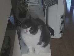 -欣宠猫屋·矮脚拿破仑·蓝金金渐层