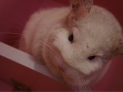 -藦茜花园宠物主题亲子互动体验馆(国顺东路店)