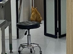 -派特宠物医院(圆融广场店)