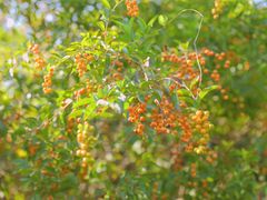 -华侨城湿地公园