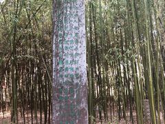 -竹泉村旅游度假区