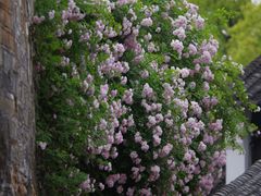 -惠山古镇·寄畅园