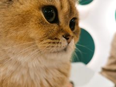 金元宝-飞行喵MR PILOT|猫舍·猫咖(静安大融城店)