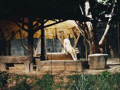 -清迈夜间动物园