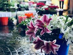 -曲阳花鸟市场(曲阳路店)