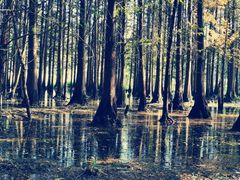 -桤木河湿地公园