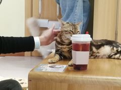 -猫和宫(六道口店)