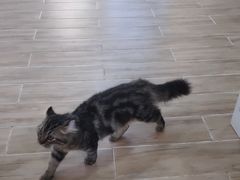 -李小姐の猫咖啡馆(五角场店)