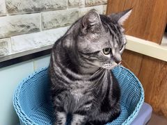 -纳吉亚猫专科动物医院博雅分院