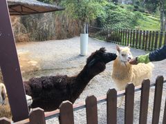 -泉州海丝野生动物世界