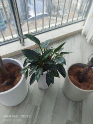 -HEYAN荷妍专业脱毛连锁机构