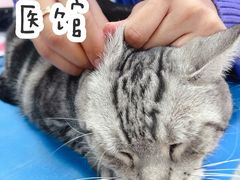 -萌兽医馆·绝育·24小时内科·宠物医院(德胜店)