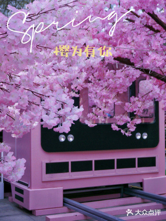 春日踏青攻略🌸｜金陵的“粉色樱花季”在金茂汇延续着…