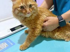 -艾贝尔宠物医院·24H转诊中心·肿瘤猫专科(江宁双龙店)