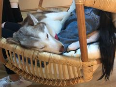 -Husky Go! 哈士奇体验馆·宠物咖啡厅狗咖