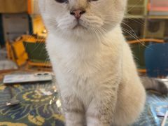 -平行世界·猫咖(首经贸店)