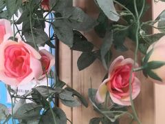 -华莱士·炸鸡汉堡(奥林花园店)