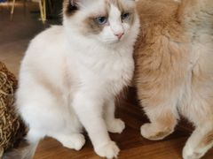 -飞行喵MR PILOT|猫舍·猫咖(静安大融城店)