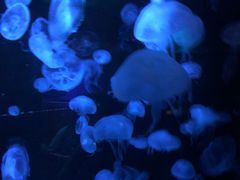 -悉尼海洋生物水族馆