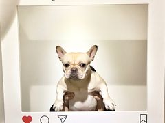 -Double Rui宠物酒店