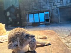-上海野生动物园