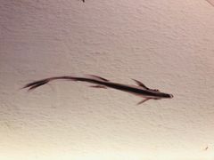 -红小满休闲餐厅(十全街店)