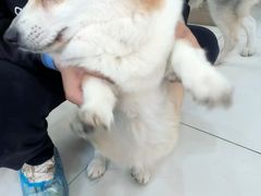 -汪说·狗咖·拼豆·宠物周边DIY(旺城大厦店)