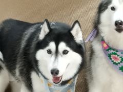 -星多哈·狗咖·拼豆·咖啡