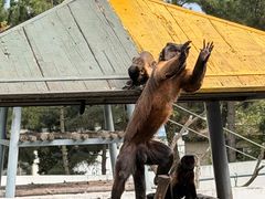 -西霞口神雕山野生动物世界