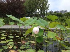 iphone_upload_pic-白塘生态植物园